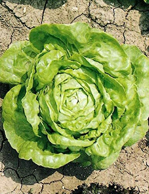 CYBEXIS Seeds of Vegetable Lettuce Arctic King4000 Seeds Seed(4000 per packet)
