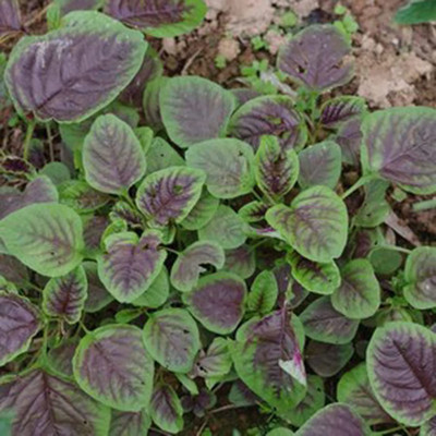 CYBEXIS High Germination Red Spinach Seeds2000 Seeds Seed(2000 per packet)