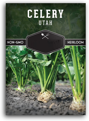 CYBEXIS HUA-48 - Tall Utah 52/70 Celery - (2250 Seeds) Seed(2250 per packet)