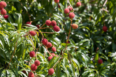 MAA LITCHI,LICHEE,LYCHEE Seed(11 per packet)