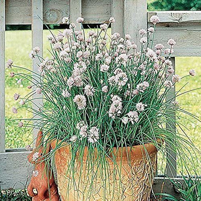 CYBEXIS PUAS-94 - Garlic Chive Herb - (250 Seeds) Seed(250 per packet)