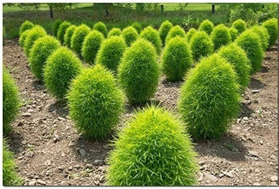 BJUBAS Organic Kochia seeds pack of 22 Seed(22 per packet)