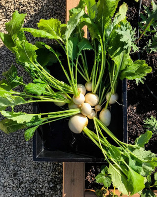 MYLAWN Organic White Ball Turnip/Shalgam Seed(500 per packet)
