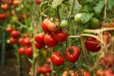 Quentova tomato Seed(120 per packet)