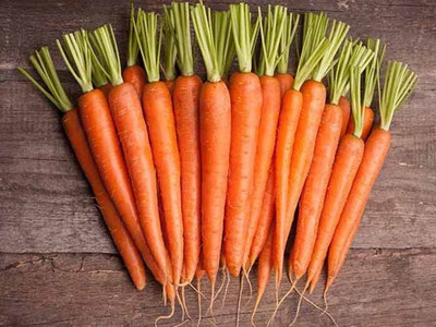Quentova नारंगी गाजर Orange Carrot-11M-KTL Seed(200 per packet)