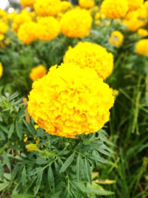 classic green earth marigold/gende ka phool flower seeds Seed(50 per packet)