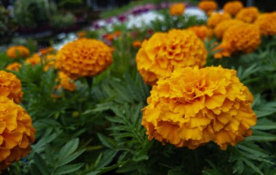 SHASHWAT CREATION marigold,gende ka phool Seed(35 per packet)