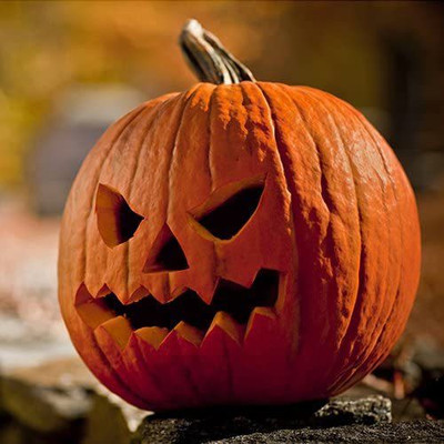 WILLVINE Non-GMO HybridPumpkin Mixture (Cucurbita pepo / maxima)-100 Seeds Seed(100 per packet)