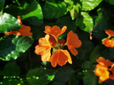 Kritharth Creation kanakambaram-firecracker-crossandra Seed(22 per packet)