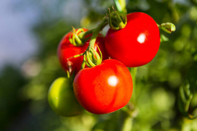 SHUBH LAXMI tomato Seed(135 per packet)