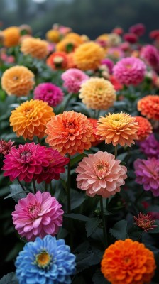 BSARKAR Dahlia flowers seed, flowers seed Seed(50 per packet)