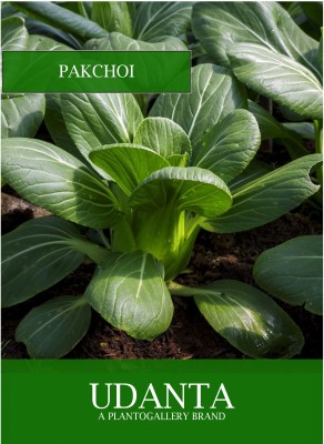 Udanta Pak Choi Vegetable Seeds For Kitchen Garden Avg 30-40 Seeds Pkts Seed(1 per packet)