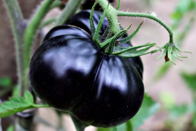 KNESSiN F1 Hybrid Black Tomato Vegetable Seeds For Gardening - (4000 Seeds) Seed(4000 per packet)