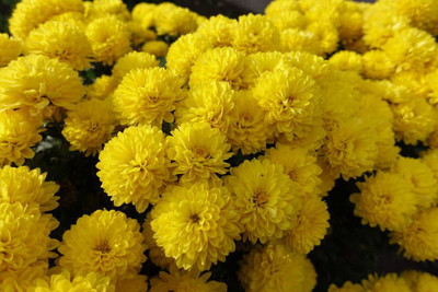 Auricchio marigold/gende ka phool flower seeds Seed(25 per packet)