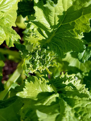 VibeX ® XLR-385 Broccoli Raab Spring Rapini Broccolini Seed(200 per packet)