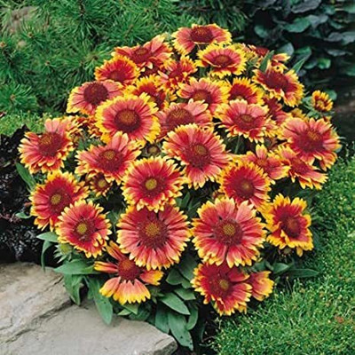 Qualtivate VVI-79 Gaillardia mixed flower seeds (multicolour) Seed(50 per packet)
