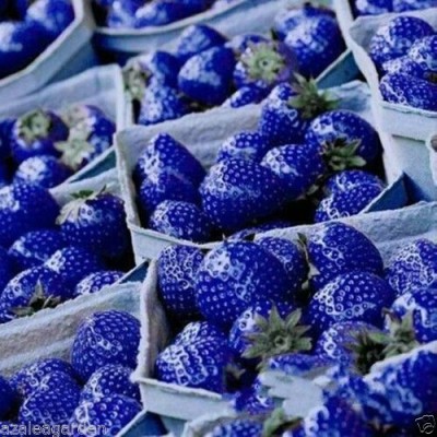 Aywal Rare Blue StrawBerry Fruit Seed(35 per packet)