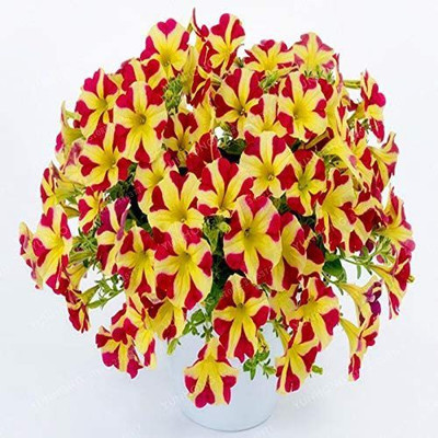 VibeX ATS-67 - Petunia Flower for Planting Mixed Colour - (180 Seeds) Seed(180 per packet)