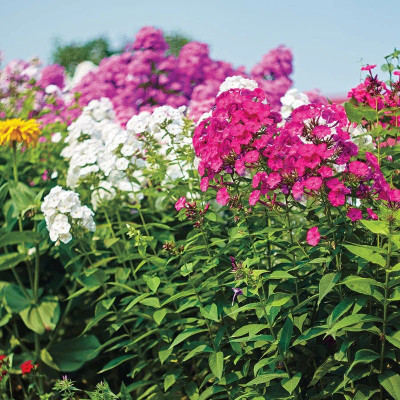 CEZIUS Phlox - Mix Flower Plant Seed(100 per packet)