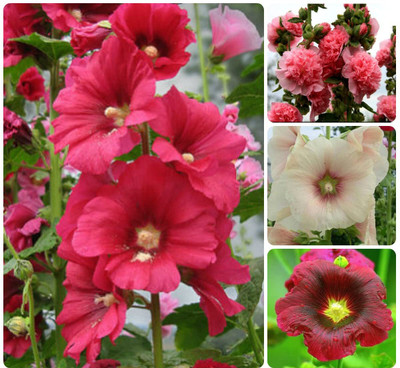 Lorvox Hollyhock Mixed Color Seed(25 per packet)