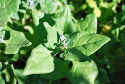 LPR SPINACH , PALAKH Seed(250 per packet)