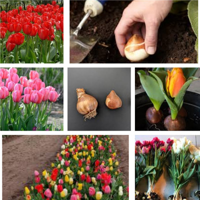 GISLENUS tulip Seed(5 per packet)