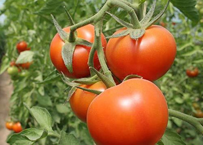 LPR TOMATOO,TAMATARR Seed(30 per packet)