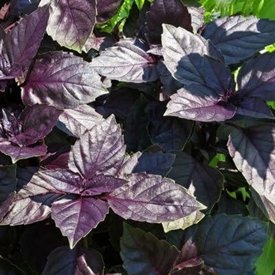 Qualtivate VVI-1 Basil Red Ruby Seeds Seed(1000 per packet)