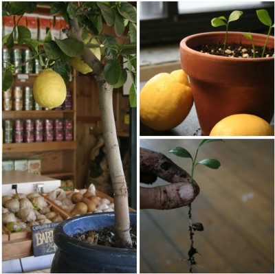 CRGO ™ XII-243 Giant Key Lemon Seeds Organic Farm Seed(6 per packet)