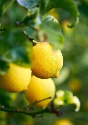 Jignishaseeds Lemon Seeds, Lemboo Seeds, Vegtable Seeds Seed(20 per packet)