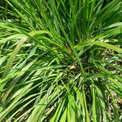 CYBEXIS GUA-66 - Lemon Grass - (2250 Seeds) Seed(2250 per packet)