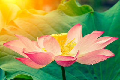 CALYXSEEDS lotus,kamal gatta Seed(13 per packet)