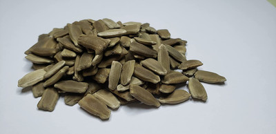 CYBEXIS VXI-19 - Birdhouse Bottle Gourd - (100 Seeds) Seed(100 per packet)