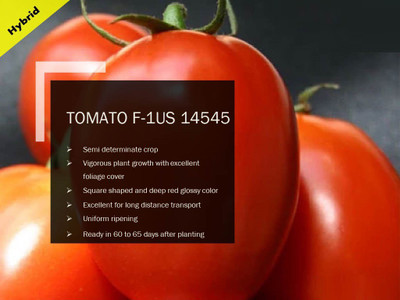 CYBEXIS TOMATO F-1 PUAS-14545 SEEDS(2500 Seeds) Seed(2500 per packet)