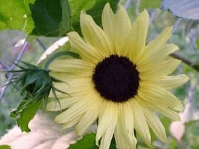 VibeX ® LXI-384 Vanilla Ice Sunflower Two Tone Light Yellow Seed(200 per packet)
