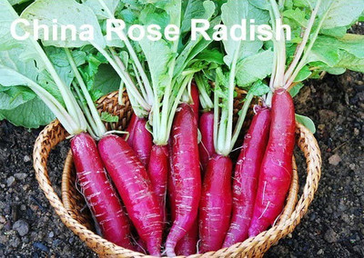 CYBEXIS XLL-52 - China Szechuan Rose Radish - (750 Seeds) Seed(750 per packet)