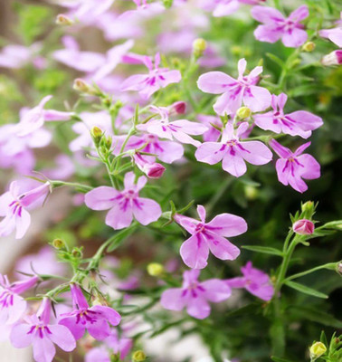 VibeX HUA-48 - Wooly Creeping Thymus - (150 Seeds) Seed(150 per packet)