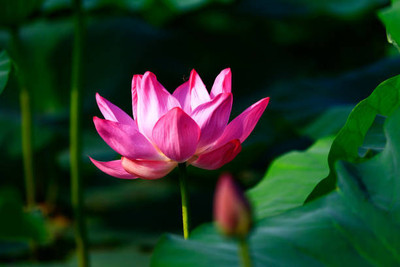MAA lotus,kamal seeds Seed(5 per packet)