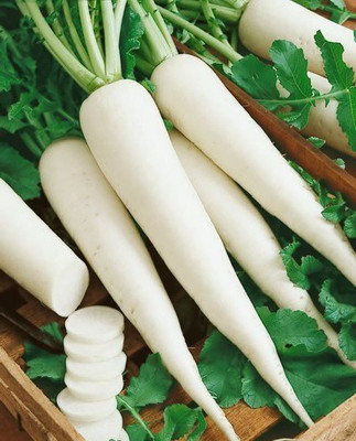 KNESSiN IHS-22 Punjab Safed Mooli-2 Radish Seed(200 per packet)