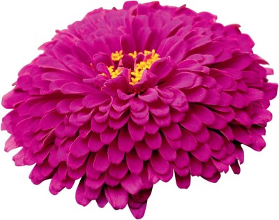 CYBEXIS GBPUT-27 - Purple Prince Zinnia - (90 Seeds) Seed(90 per packet)