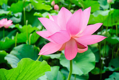 BDSresolve lotus,kamal gatta Seed(15 per packet)