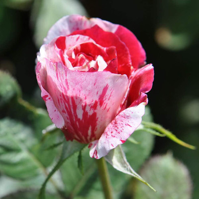Qualtivate GXL-6AT Multi Colorful Rose Seeds Seed(25 per packet)
