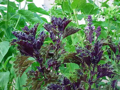 VibeX ® VXI-26 NON GMO Purple Ruffles Basil Seed(1000 per packet)