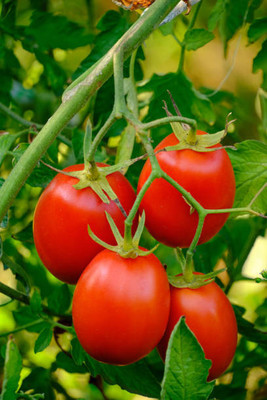 KRITHARTH tomato Seed(80 per packet)