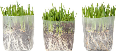 VibeX TLX-7 - Wheat Grass Hairball Remedy Cats - (7500 Seeds) Seed(7500 per packet)
