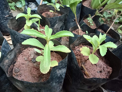 KNESSiN Hybrid Sugarleaf Stevia Seed(200 per packet)