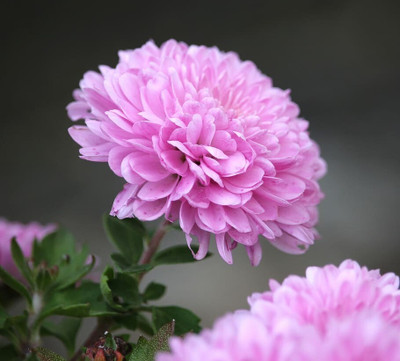 Seedsqlty Chandramallika flower seeds Seed(30 per packet)