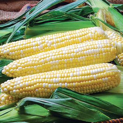 WILLVINE SCI -IV Sweet Sugar Corn Seeds Pole Corn-[250g] Seed(1000 per packet)