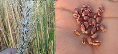 LPR GAHU SEEDS ,WHEAT Seed(800 per packet)