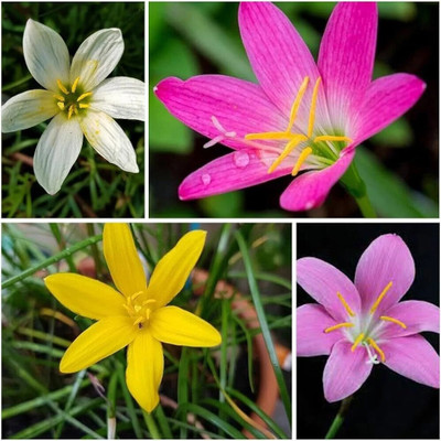 ZAABUS Rain lily mix color flowers bulbs Seed(8 per packet)